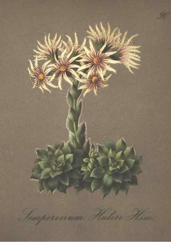Reproducción/Reproduction 7163786667: Die Alpenpflanzen nach der Natur gemalt /. Prag :F. Tempsky,1879-1884.