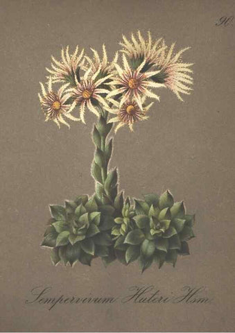 Reproducción/Reproduction 7163786667: Die Alpenpflanzen nach der Natur gemalt /. Prag :F. Tempsky,1879-1884.
