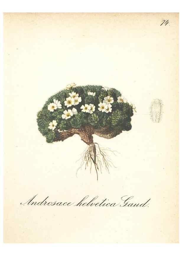Reproducción/Reproduction 7163774961: Die Alpenpflanzen nach der Natur gemalt /. Prag :F. Tempsky,1879-1884.