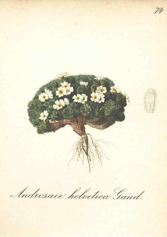 Reproducción/Reproduction 7163774961: Die Alpenpflanzen nach der Natur gemalt /. Prag :F. Tempsky,1879-1884.