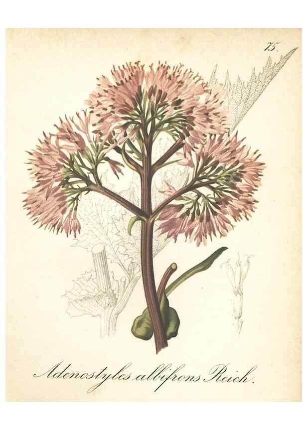 Reproducción/Reproduction 7348986424: Die Alpenpflanzen nach der Natur gemalt /. Prag :F. Tempsky,1879-1884.