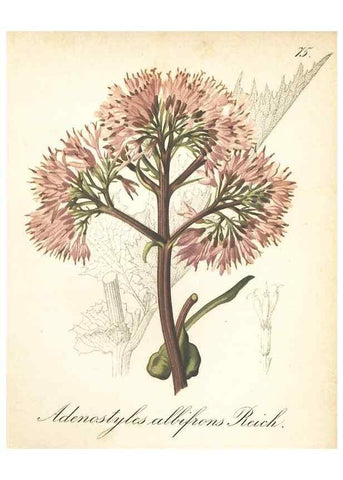 Reproducción/Reproduction 7348986424: Die Alpenpflanzen nach der Natur gemalt /. Prag :F. Tempsky,1879-1884.