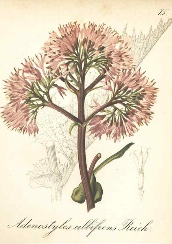 Reproducción/Reproduction 7348986424: Die Alpenpflanzen nach der Natur gemalt /. Prag :F. Tempsky,1879-1884.