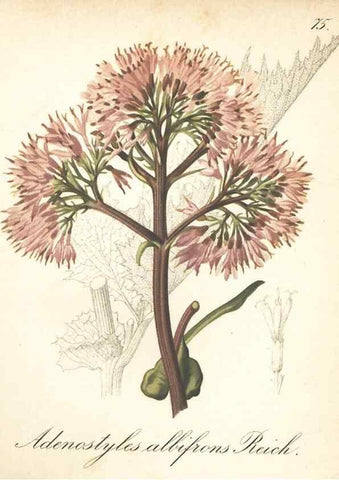 Reproducción/Reproduction 7348986424: Die Alpenpflanzen nach der Natur gemalt /. Prag :F. Tempsky,1879-1884.
