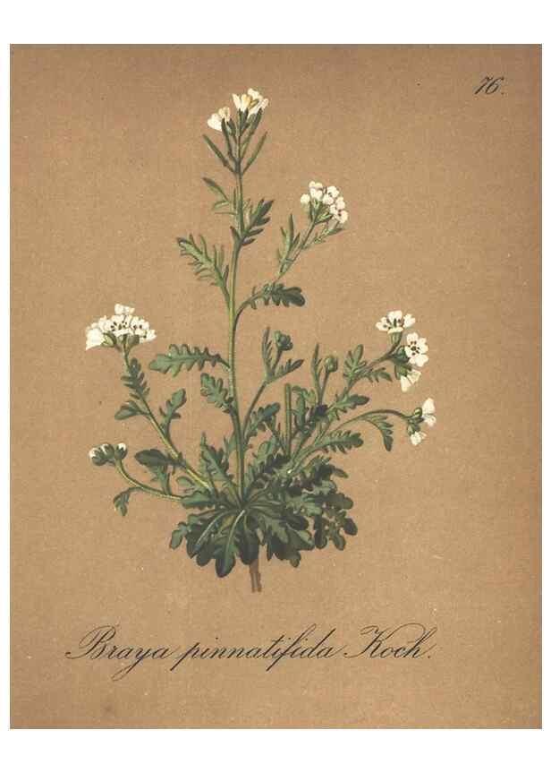 Reproducción/Reproduction 7348986944: Die Alpenpflanzen nach der Natur gemalt /. Prag :F. Tempsky,1879-1884.