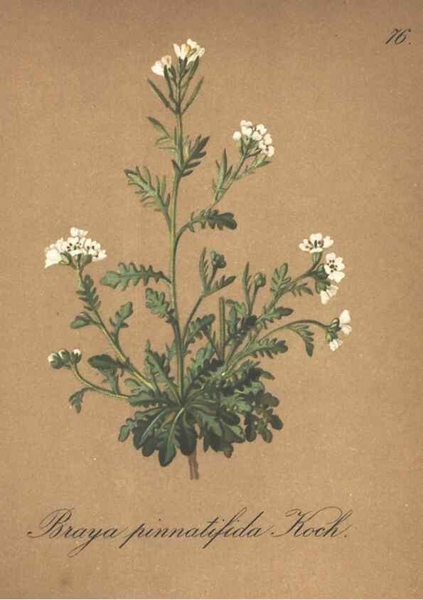 Reproducción/Reproduction 7348986944: Die Alpenpflanzen nach der Natur gemalt /. Prag :F. Tempsky,1879-1884.