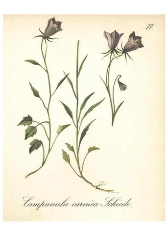 Reproducción/Reproduction 7348987484: Die Alpenpflanzen nach der Natur gemalt /. Prag :F. Tempsky,1879-1884.