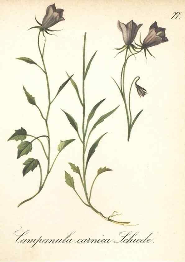 Reproducción/Reproduction 7348987484: Die Alpenpflanzen nach der Natur gemalt /. Prag :F. Tempsky,1879-1884.