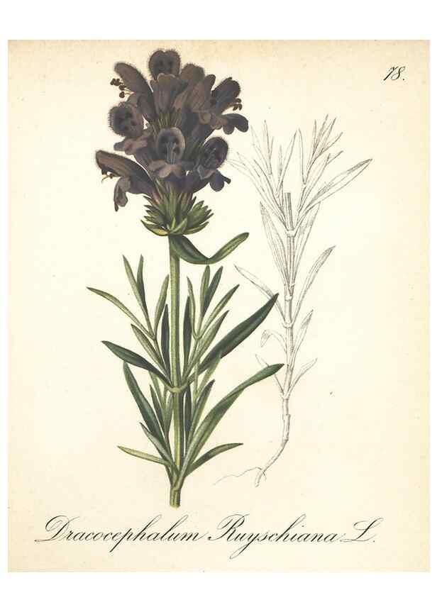 Reproducción/Reproduction 7348988158: Die Alpenpflanzen nach der Natur gemalt /. Prag :F. Tempsky,1879-1884.