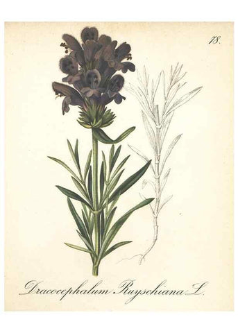 Reproducción/Reproduction 7348988158: Die Alpenpflanzen nach der Natur gemalt /. Prag :F. Tempsky,1879-1884.