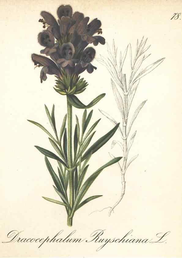 Reproducción/Reproduction 7348988158: Die Alpenpflanzen nach der Natur gemalt /. Prag :F. Tempsky,1879-1884.