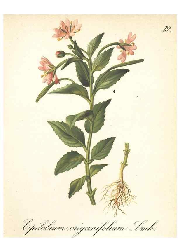Reproducción/Reproduction 7163778307: Die Alpenpflanzen nach der Natur gemalt /. Prag :F. Tempsky,1879-1884.