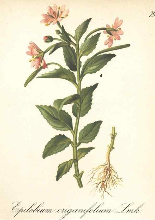 Reproducción/Reproduction 7163778307: Die Alpenpflanzen nach der Natur gemalt /. Prag :F. Tempsky,1879-1884.
