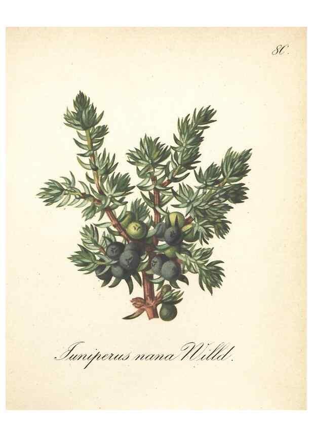Reproducción/Reproduction 7163779619: Die Alpenpflanzen nach der Natur gemalt /. Prag :F. Tempsky,1879-1884.