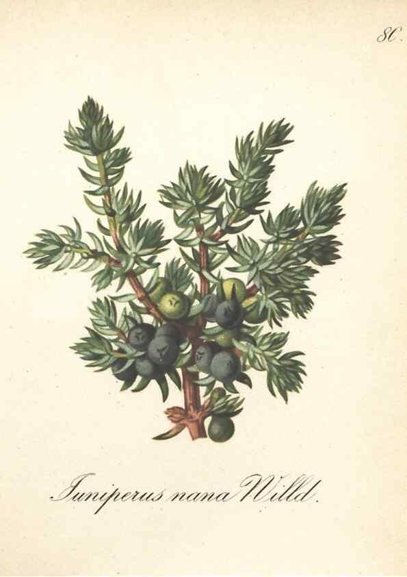 Reproducción/Reproduction 7163779619: Die Alpenpflanzen nach der Natur gemalt /. Prag :F. Tempsky,1879-1884.