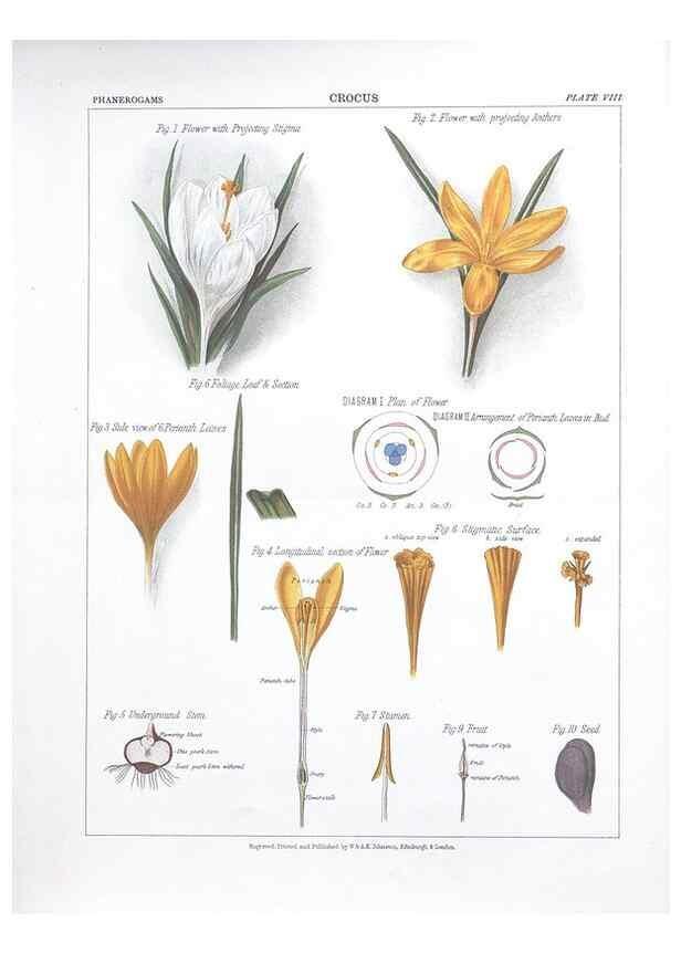 Reproducción/Reproduction 7349111934: The botanical atlas :. New York :The Century Co.,1883.
