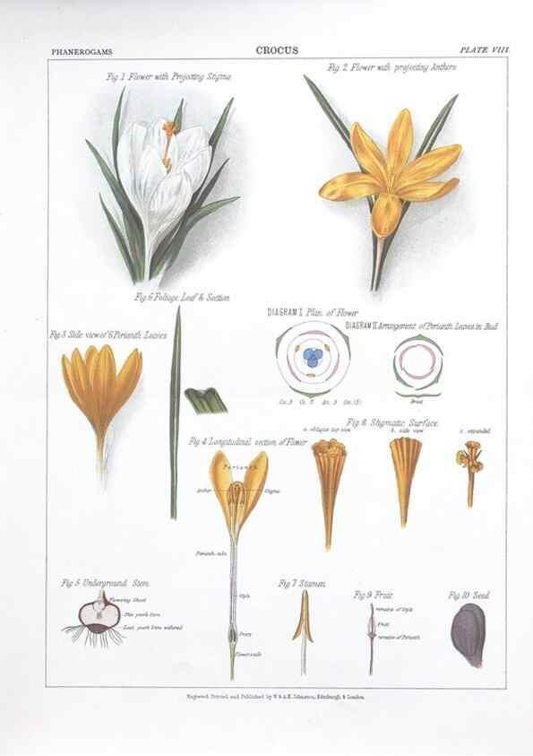 Reproducción/Reproduction 7349111934: The botanical atlas :. New York :The Century Co.,1883.