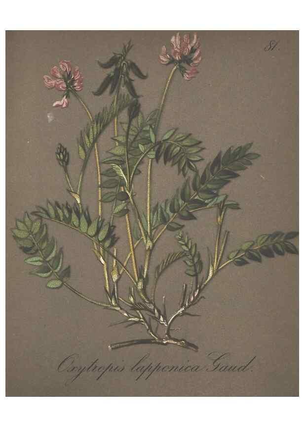 Reproducción/Reproduction 7163780385: Die Alpenpflanzen nach der Natur gemalt /. Prag :F. Tempsky,1879-1884.