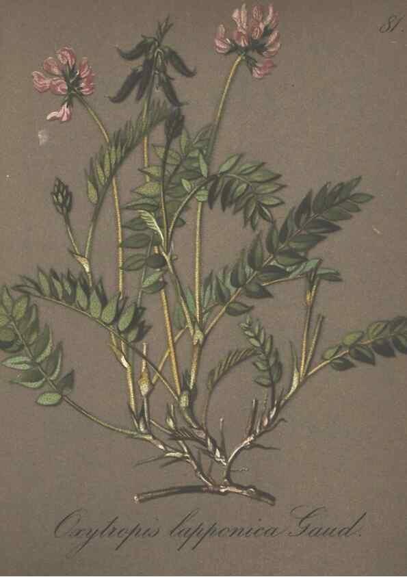 Reproducción/Reproduction 7163780385: Die Alpenpflanzen nach der Natur gemalt /. Prag :F. Tempsky,1879-1884.