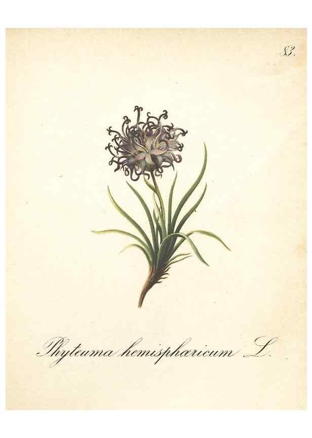 Reproducción/Reproduction 7163781445: Die Alpenpflanzen nach der Natur gemalt /. Prag :F. Tempsky,1879-1884.