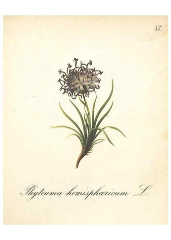 Reproducción/Reproduction 7163781445: Die Alpenpflanzen nach der Natur gemalt /. Prag :F. Tempsky,1879-1884.
