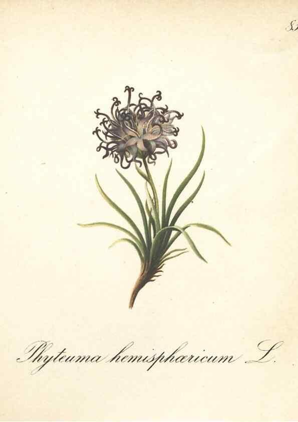 Reproducción/Reproduction 7163781445: Die Alpenpflanzen nach der Natur gemalt /. Prag :F. Tempsky,1879-1884.