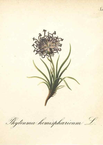Reproducción/Reproduction 7163781445: Die Alpenpflanzen nach der Natur gemalt /. Prag :F. Tempsky,1879-1884.