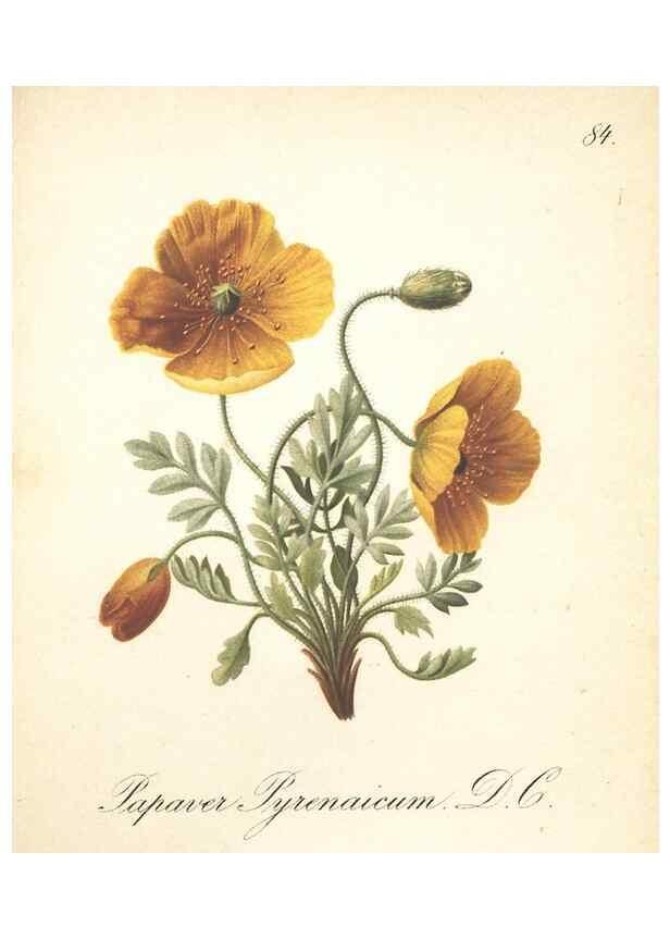 Reproducción/Reproduction 7163782179: Die Alpenpflanzen nach der Natur gemalt /. Prag :F. Tempsky,1879-1884.