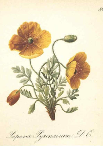 Reproducción/Reproduction 7163782179: Die Alpenpflanzen nach der Natur gemalt /. Prag :F. Tempsky,1879-1884.