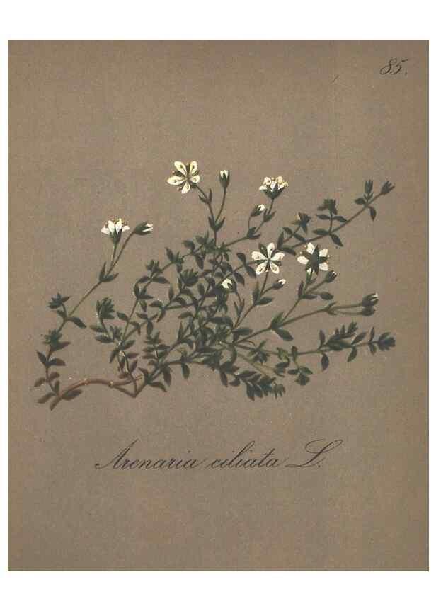 Reproducción/Reproduction 7163782857: Die Alpenpflanzen nach der Natur gemalt /. Prag :F. Tempsky,1879-1884.