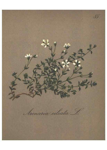 Reproducción/Reproduction 7163782857: Die Alpenpflanzen nach der Natur gemalt /. Prag :F. Tempsky,1879-1884.