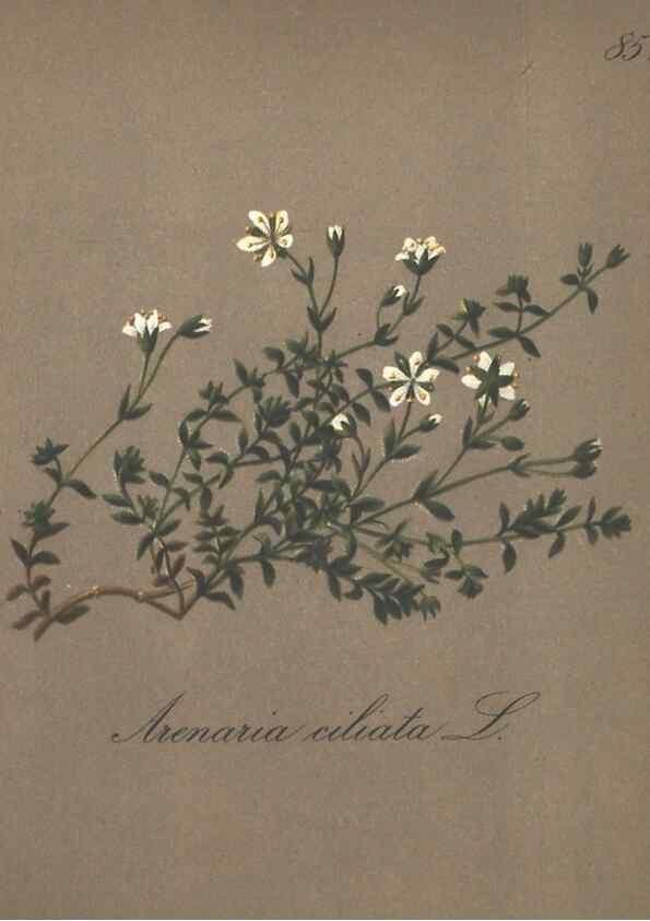 Reproducción/Reproduction 7163782857: Die Alpenpflanzen nach der Natur gemalt /. Prag :F. Tempsky,1879-1884.