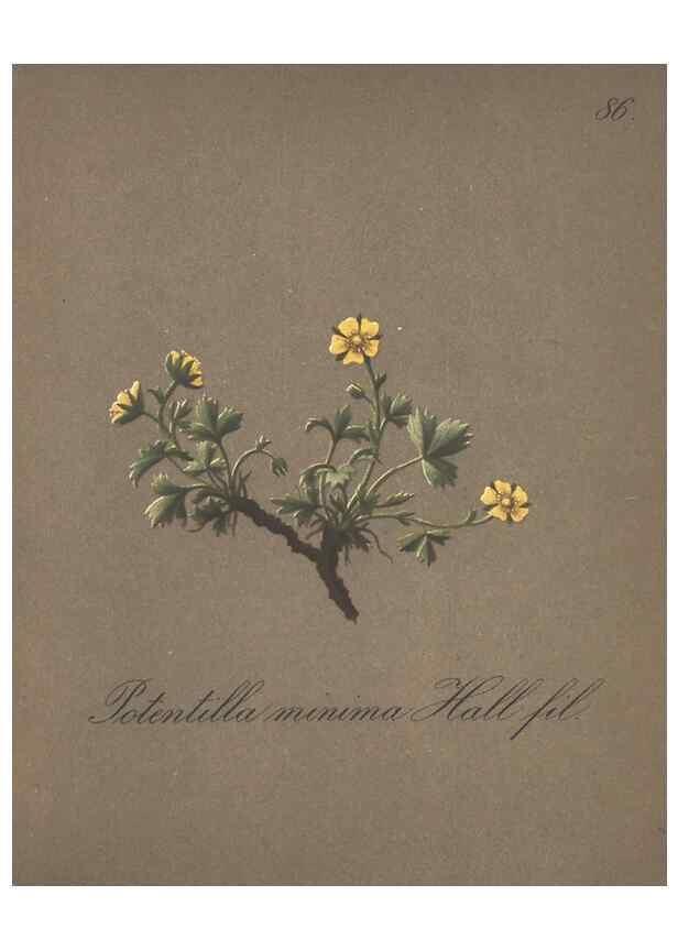 Reproducción/Reproduction 7163783801: Die Alpenpflanzen nach der Natur gemalt /. Prag :F. Tempsky,1879-1884.