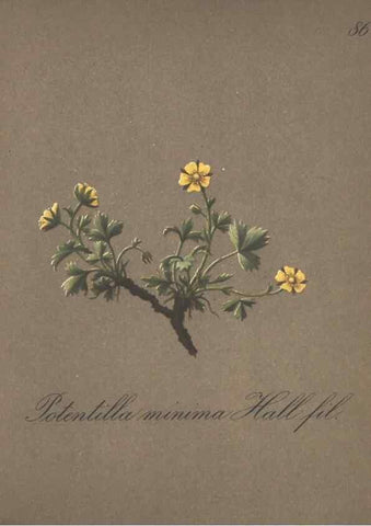 Reproducción/Reproduction 7163783801: Die Alpenpflanzen nach der Natur gemalt /. Prag :F. Tempsky,1879-1884.