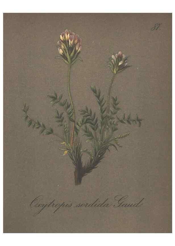 Reproducción/Reproduction 7348995112: Die Alpenpflanzen nach der Natur gemalt /. Prag :F. Tempsky,1879-1884.