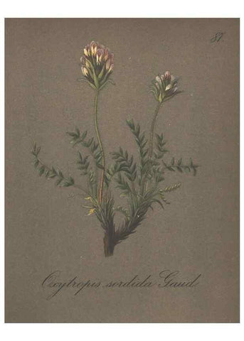 Reproducción/Reproduction 7348995112: Die Alpenpflanzen nach der Natur gemalt /. Prag :F. Tempsky,1879-1884.