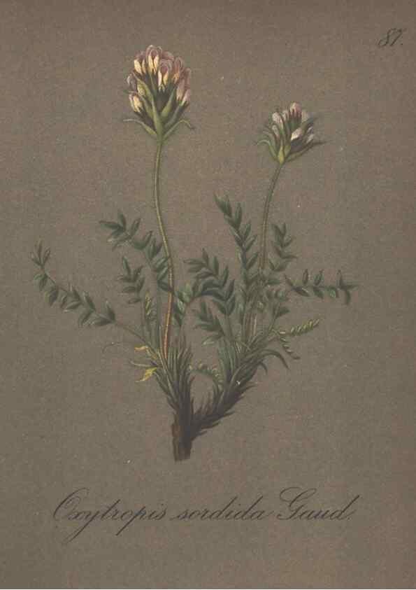 Reproducción/Reproduction 7348995112: Die Alpenpflanzen nach der Natur gemalt /. Prag :F. Tempsky,1879-1884.