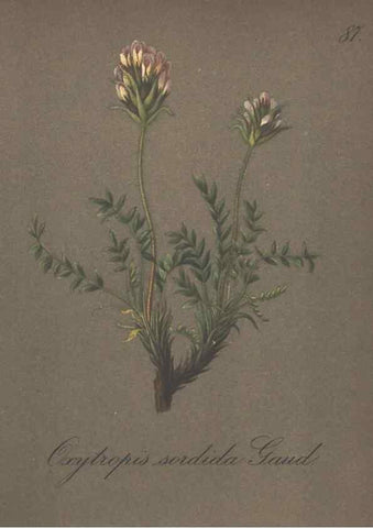 Reproducción/Reproduction 7348995112: Die Alpenpflanzen nach der Natur gemalt /. Prag :F. Tempsky,1879-1884.