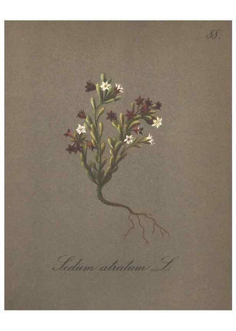 Reproducción/Reproduction 7163785107: Die Alpenpflanzen nach der Natur gemalt /. Prag :F. Tempsky,1879-1884.