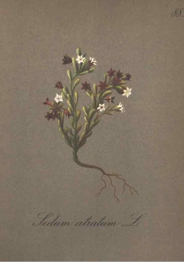Reproducción/Reproduction 7163785107: Die Alpenpflanzen nach der Natur gemalt /. Prag :F. Tempsky,1879-1884.
