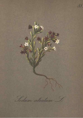 Reproducción/Reproduction 7163785107: Die Alpenpflanzen nach der Natur gemalt /. Prag :F. Tempsky,1879-1884.