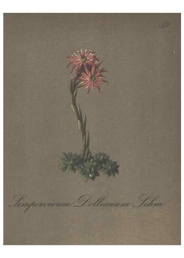 Reproducción/Reproduction 7348996492: Die Alpenpflanzen nach der Natur gemalt /. Prag :F. Tempsky,1879-1884.