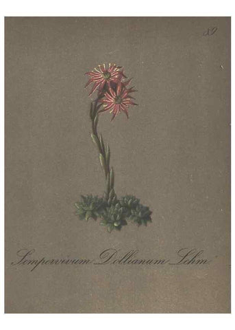Reproducción/Reproduction 7348996492: Die Alpenpflanzen nach der Natur gemalt /. Prag :F. Tempsky,1879-1884.