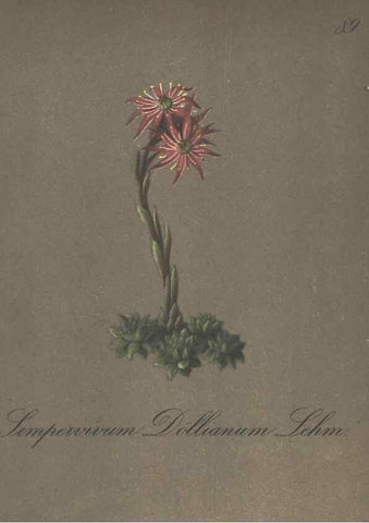 Reproducción/Reproduction 7348996492: Die Alpenpflanzen nach der Natur gemalt /. Prag :F. Tempsky,1879-1884.