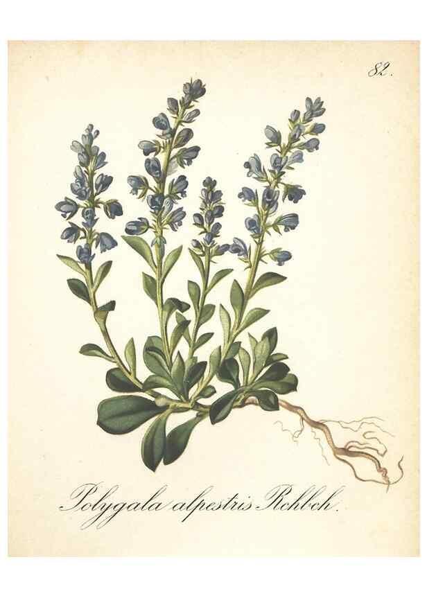 Reproducción/Reproduction 7163780957: Die Alpenpflanzen nach der Natur gemalt /. Prag :F. Tempsky,1879-1884.