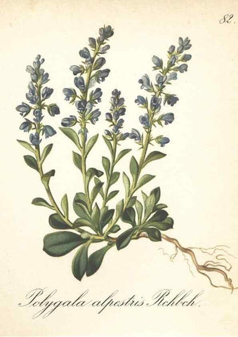 Reproducción/Reproduction 7163780957: Die Alpenpflanzen nach der Natur gemalt /. Prag :F. Tempsky,1879-1884.