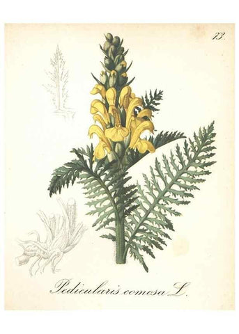Reproducción/Reproduction 7348984790: Die Alpenpflanzen nach der Natur gemalt /. Prag :F. Tempsky,1879-1884.