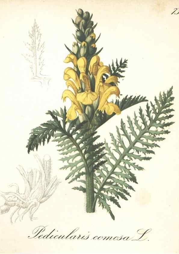 Reproducción/Reproduction 7348984790: Die Alpenpflanzen nach der Natur gemalt /. Prag :F. Tempsky,1879-1884.
