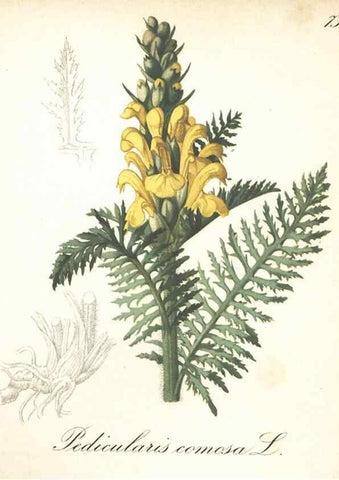 Reproducción/Reproduction 7348984790: Die Alpenpflanzen nach der Natur gemalt /. Prag :F. Tempsky,1879-1884.