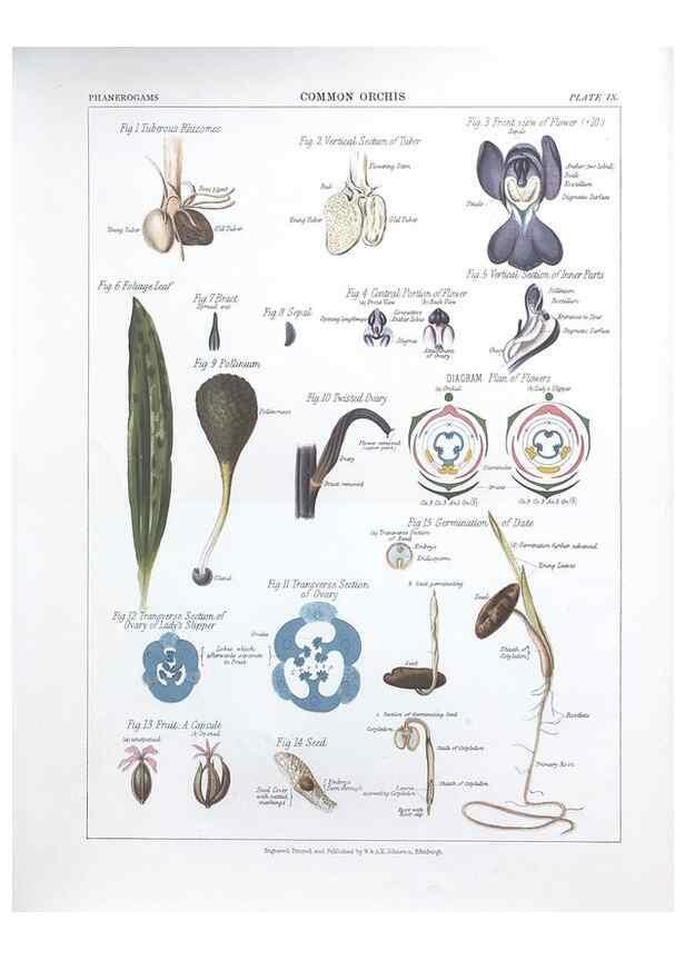 Reproducción/Reproduction 7163901965: The botanical atlas :. New York :The Century Co.,1883.